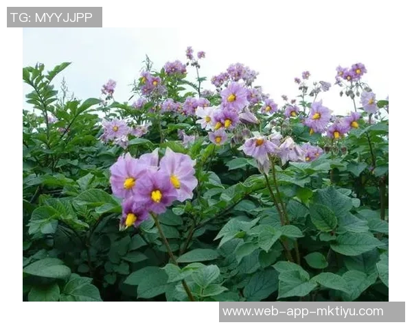 今日趣图：土豆开花的奇妙瞬间与枪手夺冠的美好期待